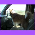 Belle Barking At Donkey.jpg